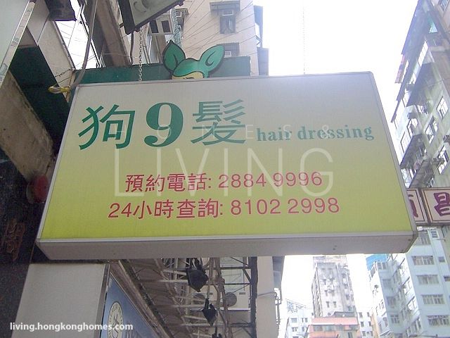 998 Dog Hairdressing